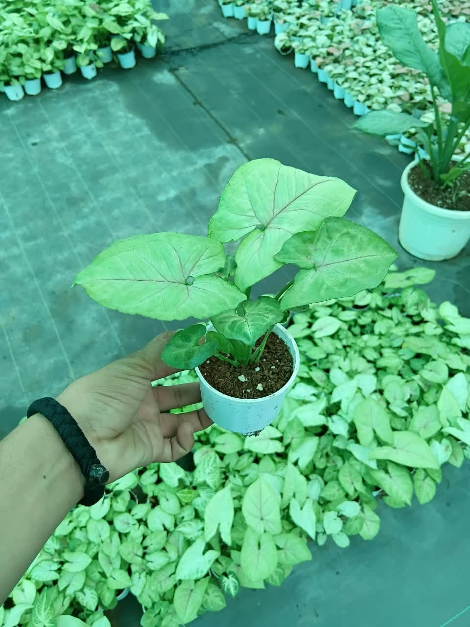 Caladium