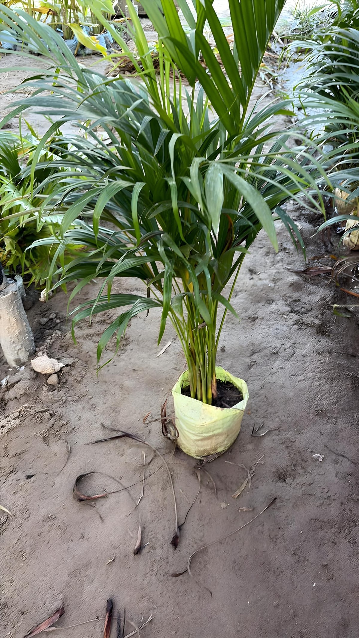 Areca Palm