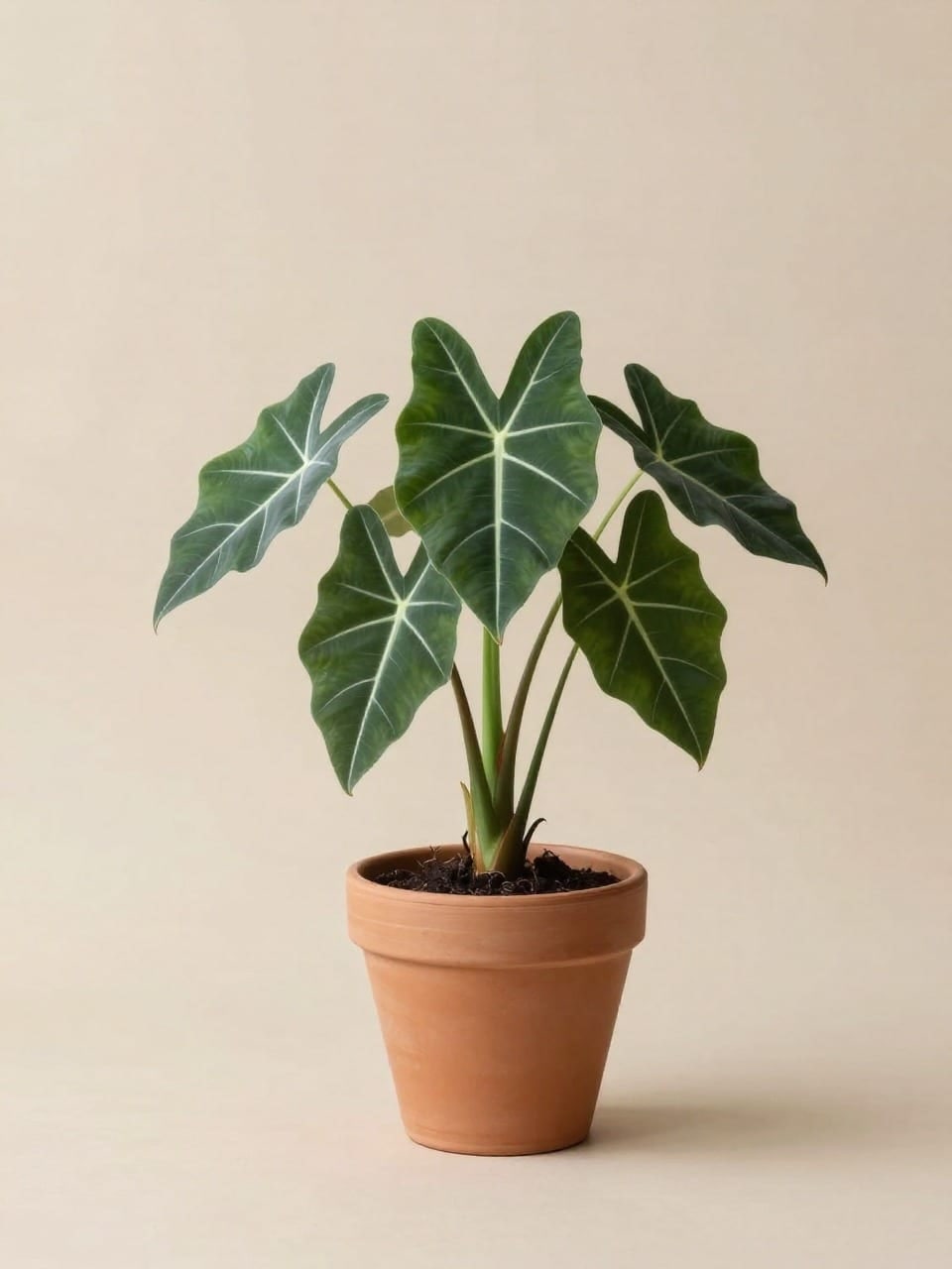 Alocasia Polly