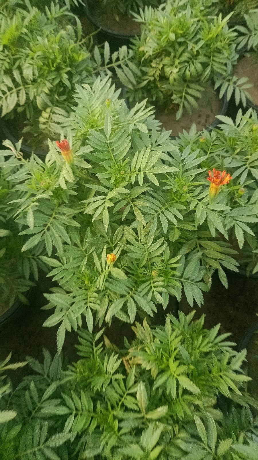 Marigold (4 inch bag)
