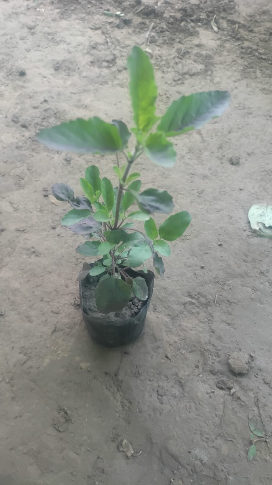 Tulsi (4 inch bag)